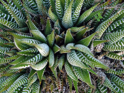 Photo of Aloe