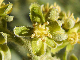 Photo of Jojoba