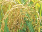 Photo of Rice Bran