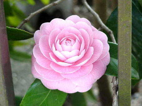 Photo of Camellia (Tsubaki)